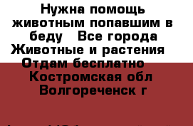 Нужна помощь животным попавшим в беду - Все города Животные и растения » Отдам бесплатно   . Костромская обл.,Волгореченск г.